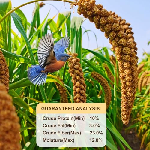 Natural Spray Millet for Birds, 400 Gram Sun-Dried Millet Bird Treat - Food for Parakeets, Parrots, Cockatiels, Lovebirds, Finches, Canaries - Image 4