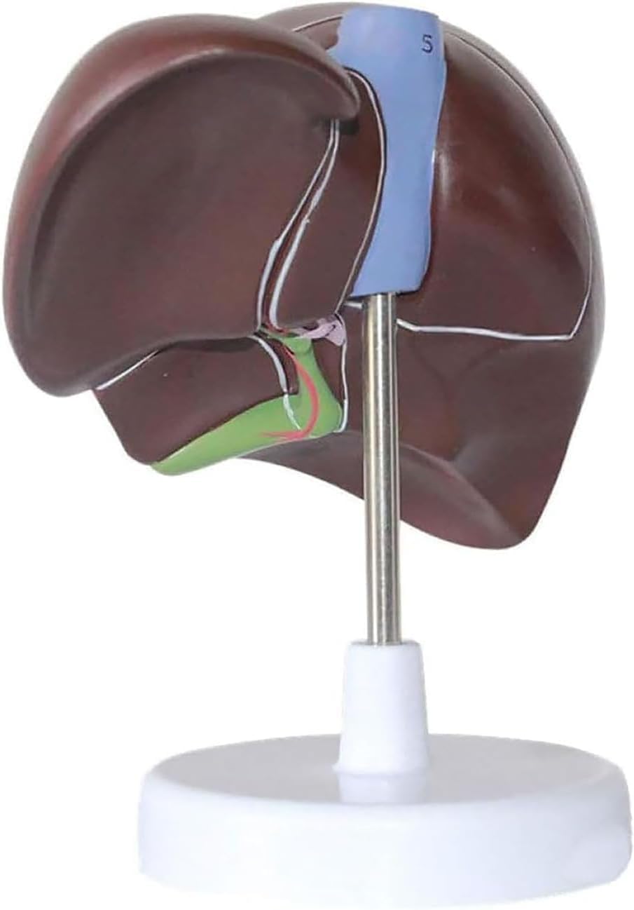 Modello di anatomia del fegato umano - Strumento didattico dettagliato per la patologia del pancreas e la dissezione del fegato per educazione medica, studenti e professionisti