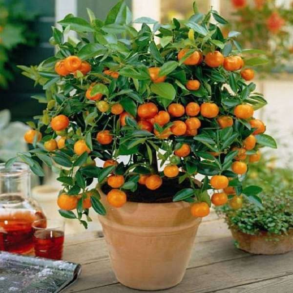 THAI BIG ORANGE PLANT