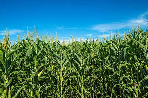 200+ Corn Seeds For Planting (4 Varieties) Glass Gem Corn, Sweet Corn, Silver Queen Corn, Red Corn Non-Gmo Heirloom, 90% Germination Rates Open Pollinated #TOP3