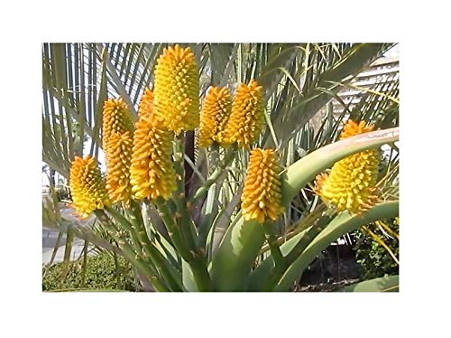 Pcs - 10x Aloe Thraskii Strandaloe Garden Plants - Seeds B642 & Plants Shop by Ipsa