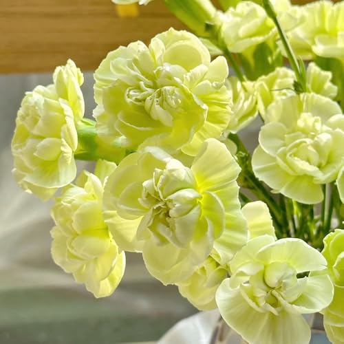 Semi di chiodi di garofano, giardino Semi di garofano dolce, serre da balcone semi di da appartamento rare decorazione soggiorno 650pcs