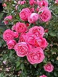 Heirloom Shrub Roses, Live Own Root Plant for Outdoor Garden, William P.J. McCarthy™, Lightly Fragrant, Hardiness Zones: 5–9, Repeat Blooming