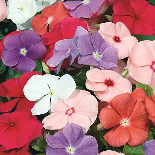 PLANTOGALLERY Flower Seeds | Vinca Mix Color Flower Seeds For Home Gardening (40 seeds Pack) (B09BG27HGL) Amazon Price History, Amazon Price Tracker