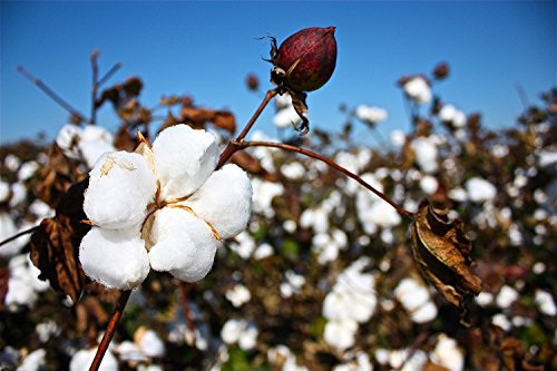 Gossypium Hirsutum Plant 15 Seeds (Upland Cotton Seeds) Gossypium Hirsutum Plant 15 Seeds (Upland Cotton Seeds)