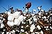 Gossypium Hirsutum Plant 15 Seeds (Upland Cotton Seeds)