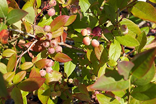 Vaccinium corymbosum 'Patriot' - Blueberry ripening from July 15cm Pot Size