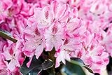 Rhododendron Hybride 'Helen Martin' 40-50 cm – Winterhart, Immergrün, Mehrjährig – Rhododendron – Zierstrauch für Garten & Kübel