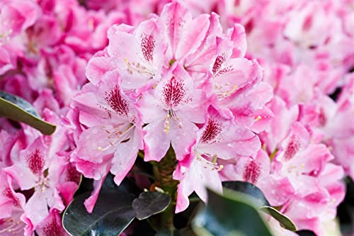Rhododendron Hybride 'Helen Martin' 40-50 cm – Winterhart, Immergrün, Mehrjährig – Rhododendron – Zierstrauch für Garten & Kübel