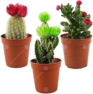 Mini Disco Cactus Mix House/Office Indoor 5.5cm Pot Small Gift Plant (3 Pack)