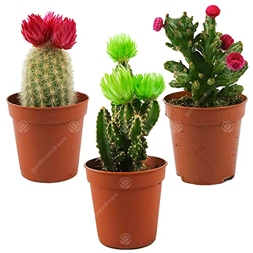 Mini Disco Kaktus Mix Haus/Büro 5.5cm getopfte kleine Geschenkepflanze (3 Pack)
