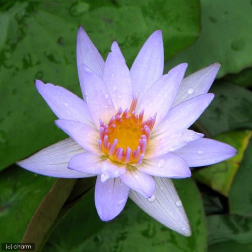 Amazon Co Jp ビオトープ 睡蓮 熱帯性睡蓮 スイレン 青 ブルービューティー １ポット 休眠株 ホーム キッチン