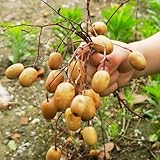 Neembaum - für sonnige plätze Niembaum - topfpflanzen draußen winterhart gartenpflanzen kaufen...