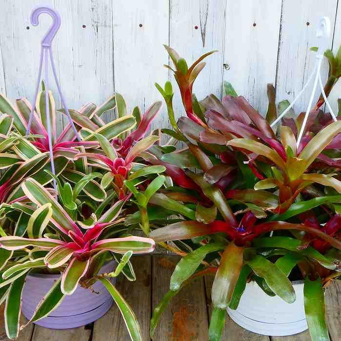 Amazon｜ネオレゲリア 6号鉢 大株 観葉植物 カラーリーフ