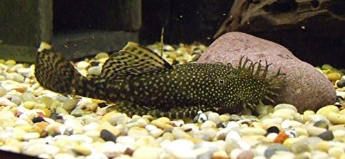 WorldwideTropicals Live Freshwater Aquarium Fish - 4" Bushynose Pleco Fish - 4" Bushynose Pleco (LDA 72) - by Live Tropical Fish - Great For Aquariums - Populate Your Fish Tank!