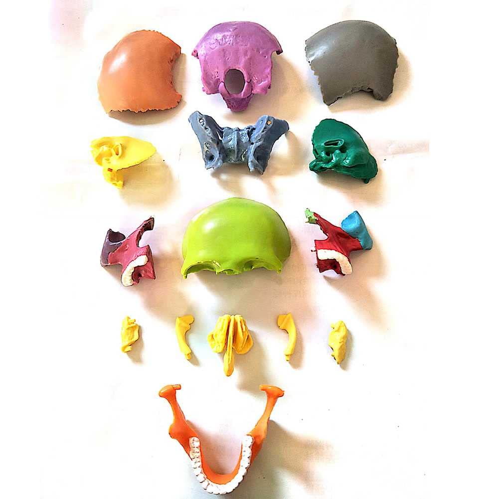 Cráneo Humano A Color 1:2. Descripción del Modelo De Cráneo Humano para Anatomía. Modelo De Cráneo con 15 Piezas De Ensamblaje Y Manual De Descripción De Huesos.