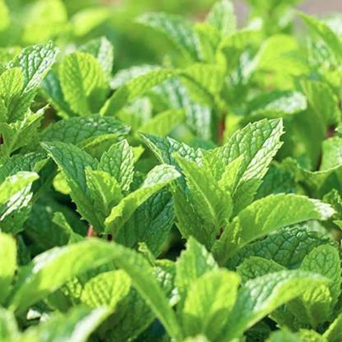Fresh Pudina Mint Herb Plant Seed For Home Gardening Planting Pack Of