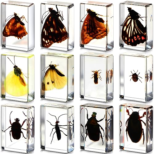 12 Pcs Insect Specimens for Kids Bug Collection Kit Real Specimens of Various Butterflies Beetles, Kids Biology Science Educational Toy, Back to School Gift for Classroom Teacher Student(Glowworm)