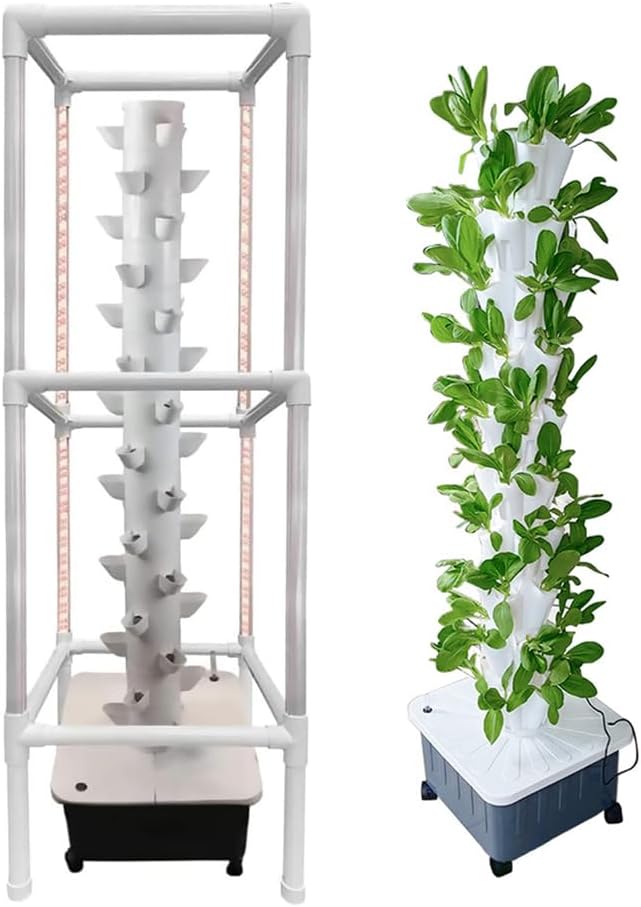 ビカクシダ〔コウモリラン〕 キッチャクード・7号／HGPL-659