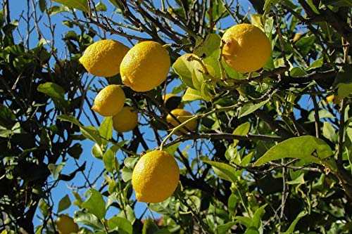 Plant Nursery Online Lemon Plants Seedless Nimboo Seedless - Pack of 2 Plants (B09SHKDKW7) Amazon Price History, Amazon Price Tracker