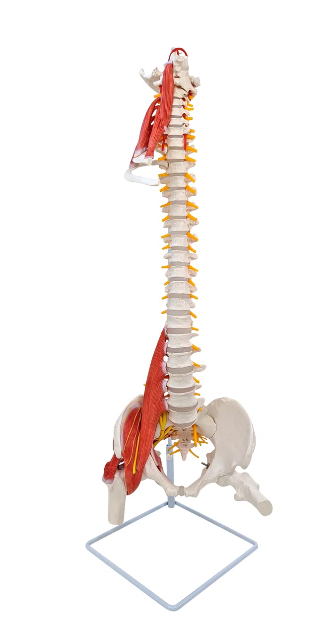 Axis Scientific Life-Size Human Vertebral Column Anatomy Model with Spinal Muscles, Spinal Nerves, Femur Heads, Vertebra Model, Spinal Model, Human Anatomy Model for Medical and Classroom Education
