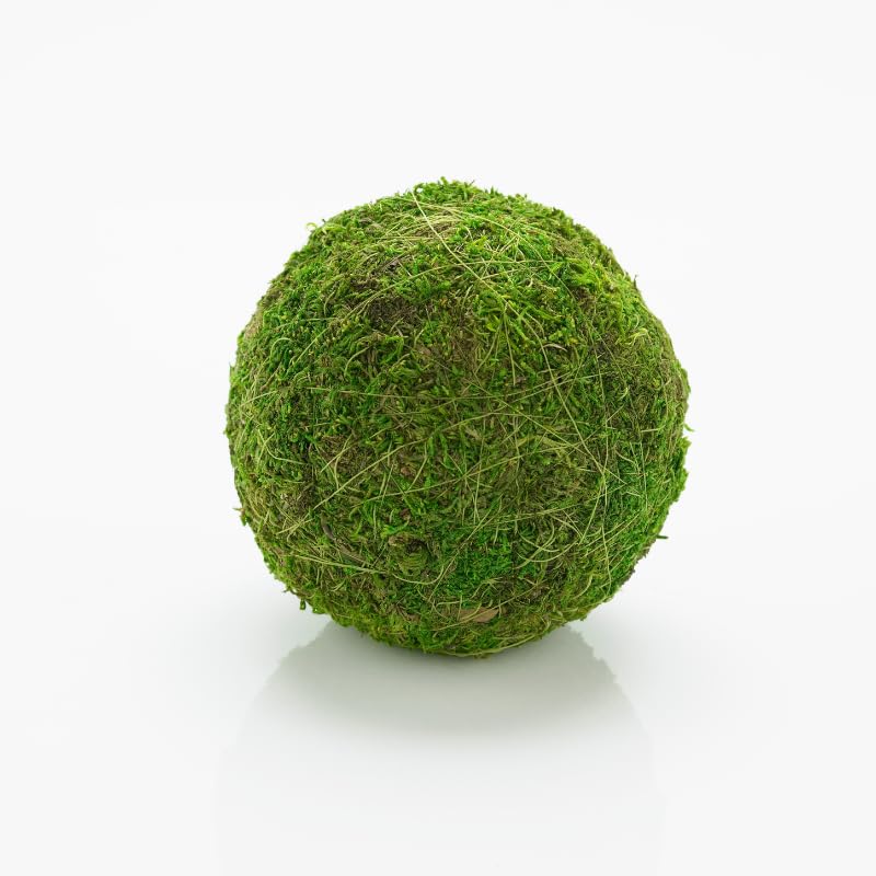 Moss Ball - 4 Bolas de Musgo | Ideal para decoración Interior | Marimo | Marimo Ball | Alga acuática | Planta Acuática | Acuários y Decoración | Medidas: 18x12 cm