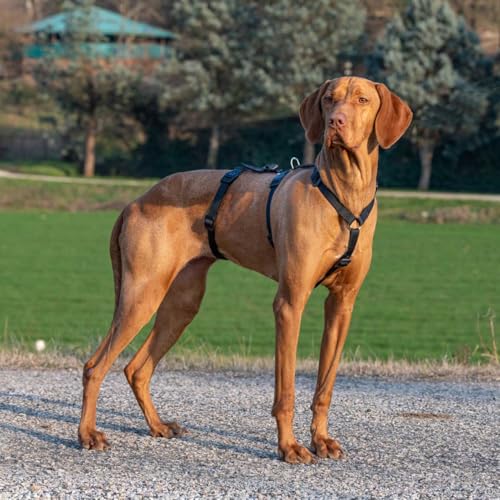 Ferplast Hundegeschirr Mittelgroße Hunde Brave MEDIUM, Ausbruchsicheres Hundegeschirr, Greyhound, Verstellbares Geschirr für Hunde, 6 Verschlüsse, Schwarz