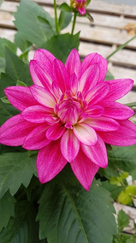 Imported Dahlia Dark Pink Color Flower Bulbs For Your Garden (Pack Of 1 Bulbs)