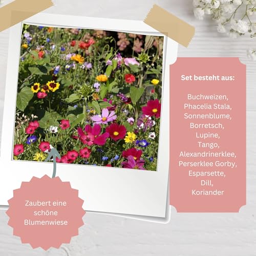 Briefzauber Blumensamen Danke - 10 Stück | Dankeschön Geschenke/Abschiedsgeschenk | Kleinigkeit für Kollegen, Kindergarten, Freunde, Gäste, Kindergeburtstag (10 Stück - Danke Blumen)
