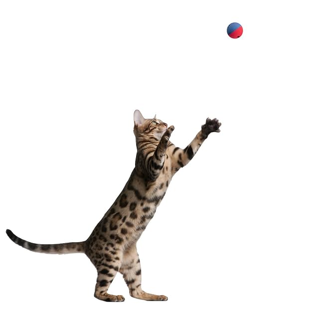 Foto 7 de 8 de Sportspet Paquete de 4 mini pelotas saltarinas de goma para gatitos, gatos y cachorros