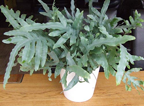 ExoticRarePlants Phlobodium Pseudoaureum Blue Rabbit Foot Fern