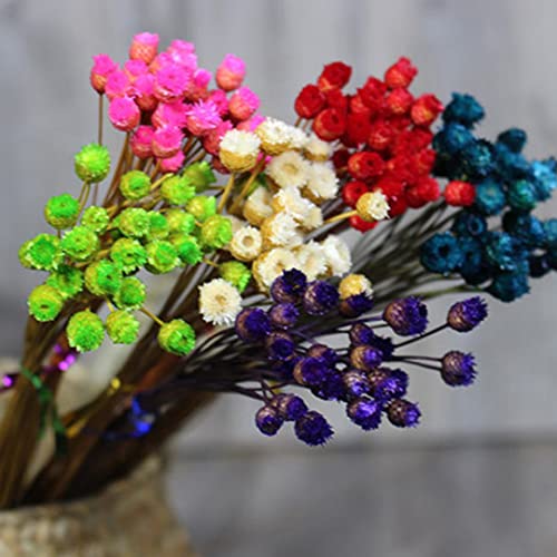 Ramo de flores secas Daisy natural decoración 50 tallos miniatura 4