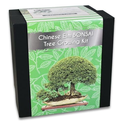Chinese Elm Bonsai Tree Growing Kit