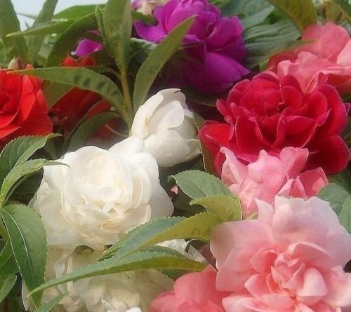 Golden Hills Farm® (AVG 100-500) seeds Balsam Camellia Mixed Flower Seeds (B093QG5S7L) Amazon Price History, Amazon Price Tracker