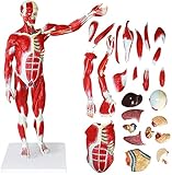 Anatomie-Modell, menschliches Muskeln anatomisches Modell - 78cm / 30. 7inch Anatomisches muskuläres Modell wissenschaftliche menschliche Anatomie-abnehmbare menschliche Muskeln-Modell mit internen Or