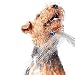 Waterpik PES-142 Pet Wand Dog Shower for Indoor-Outdoor Use, 10.5", Blue/Grey