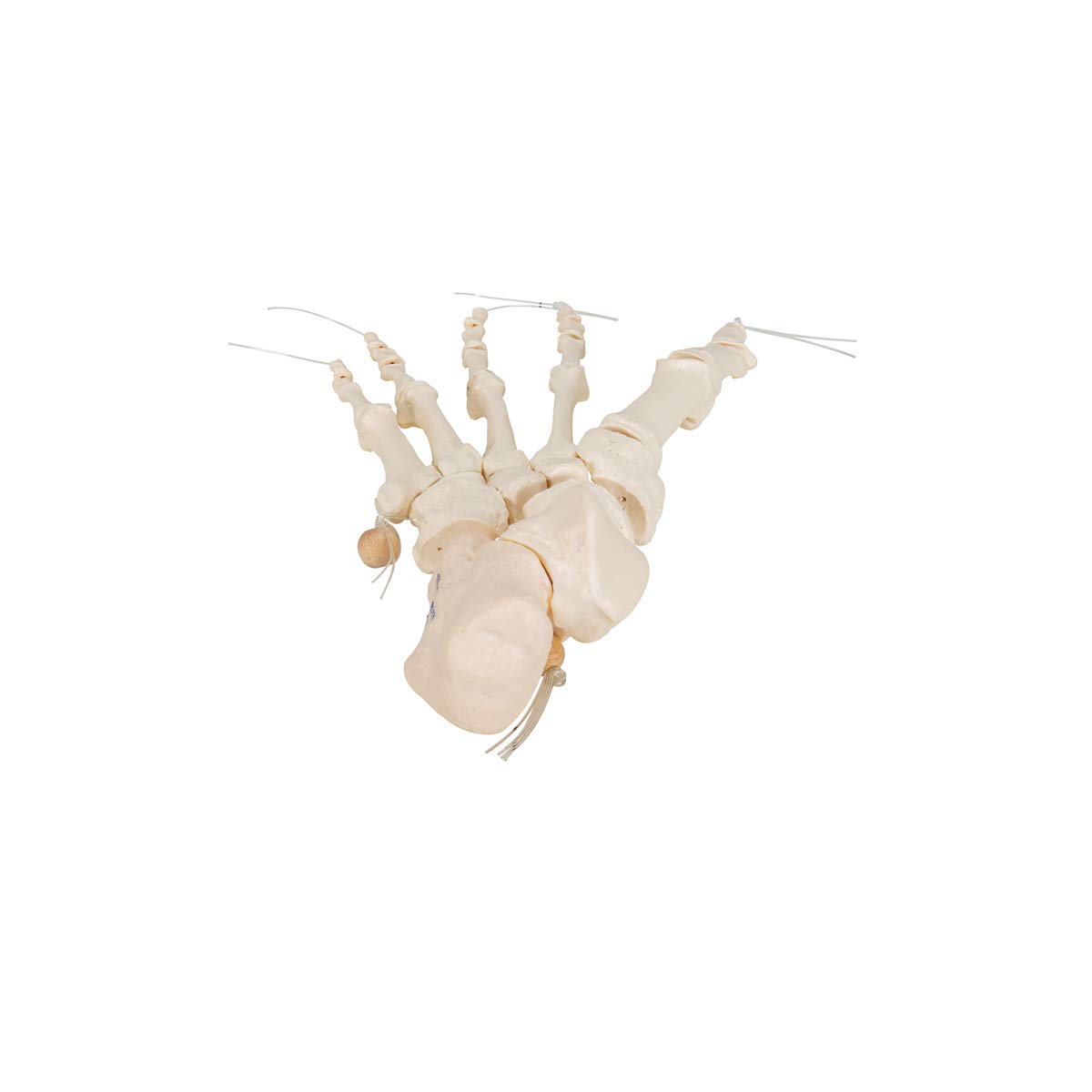 3B Scientific A30/2L, A30/2R Scheletro del Piede su Filo di Nylon, Non Fisso + software gratuito di anatomia - 3B Smart Anatomy