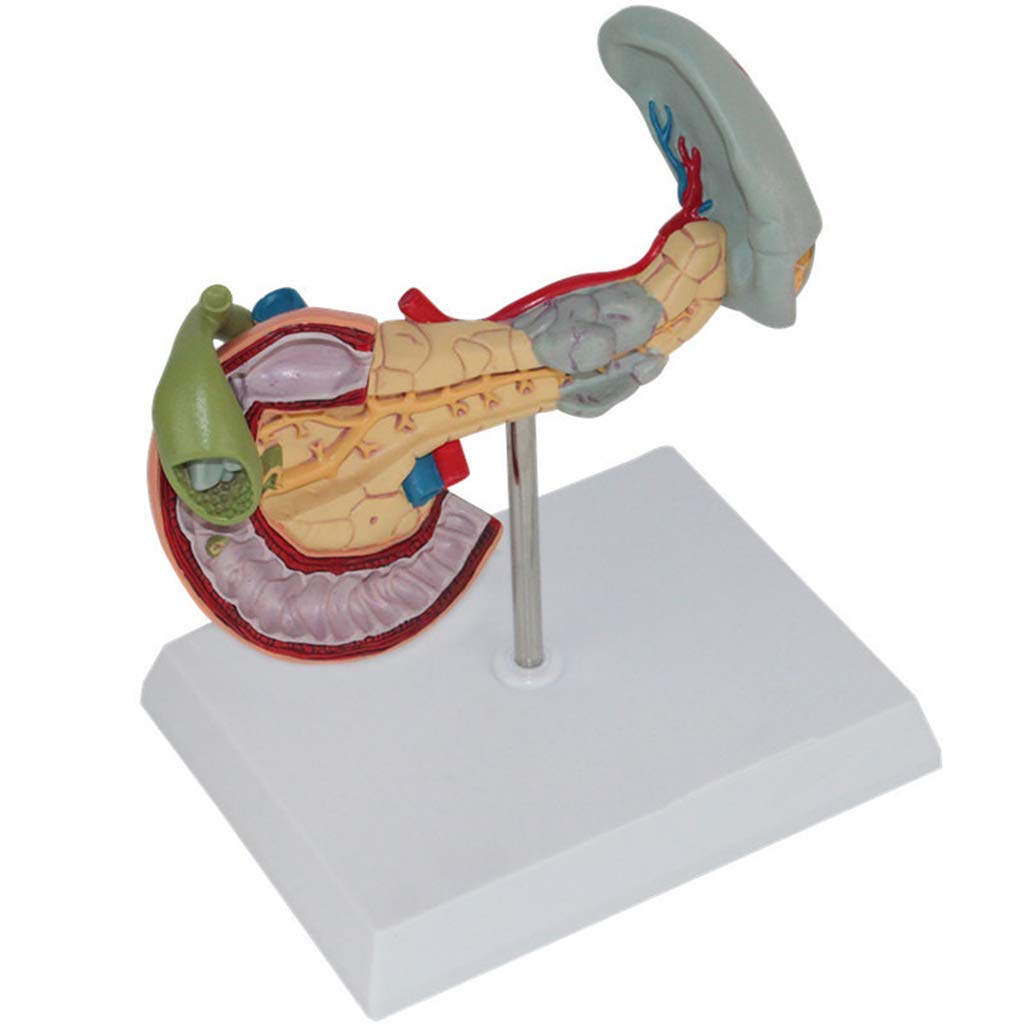 Modello Umano anatomico scientifico - Modello patologico della milza, del Pancreas e del duodeno, Materiale in PVC Modello del fegato Dipartimento digestivo per ausili didattici, Materiale di