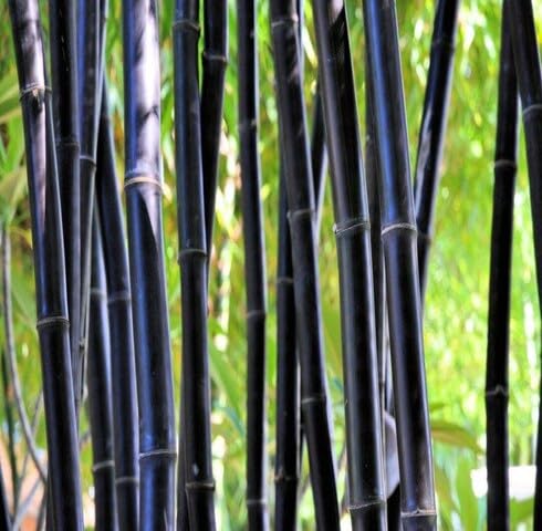 Fresh 100pcs Black Bamboo Tree Seeds