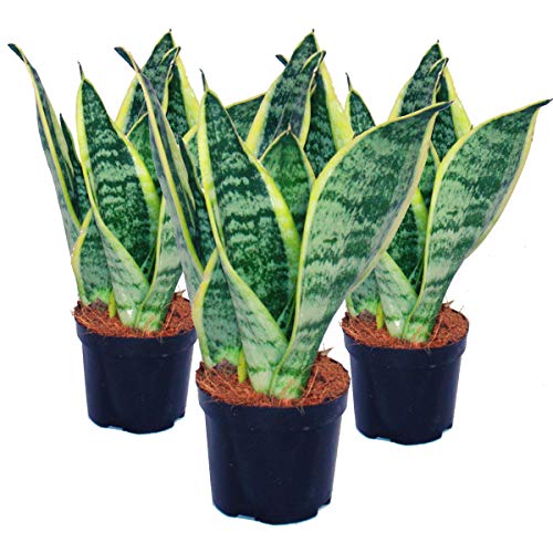 3er Set Sansevieria trifasciata - yellow-green bow hemp - 9cm pot