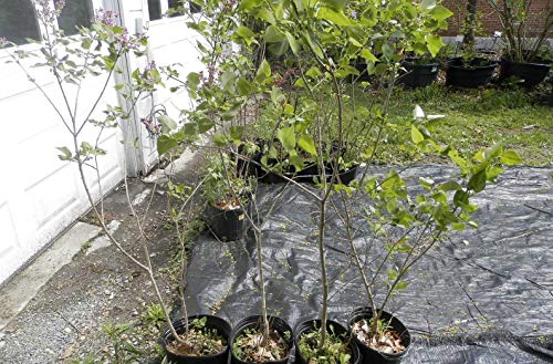 1146-French Lilac Tree/Shrub (Syringa Vulgaris) Seeds By Robsrareandgiantseeds Upc0764425787716 Bonsai,Non-Gmo,Organic,Historic Plants,Sacred, 1146 Package Of 5 Seeds #TOP2