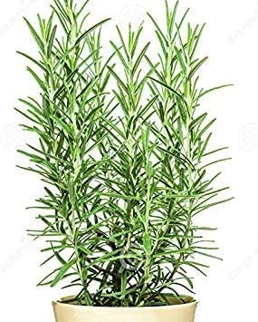 Espectacular Comestible Hierbas, Romero Potted Plant 6  10" Tall