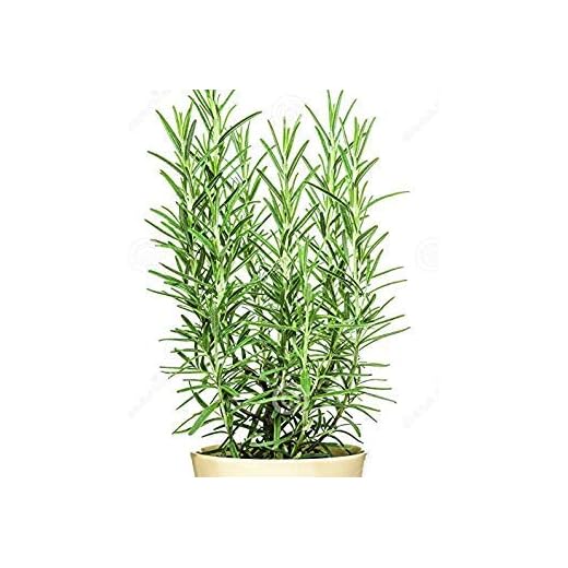Spectacular Edible Herbs, Rosemary Tuscan Blue Starter Potted Plant