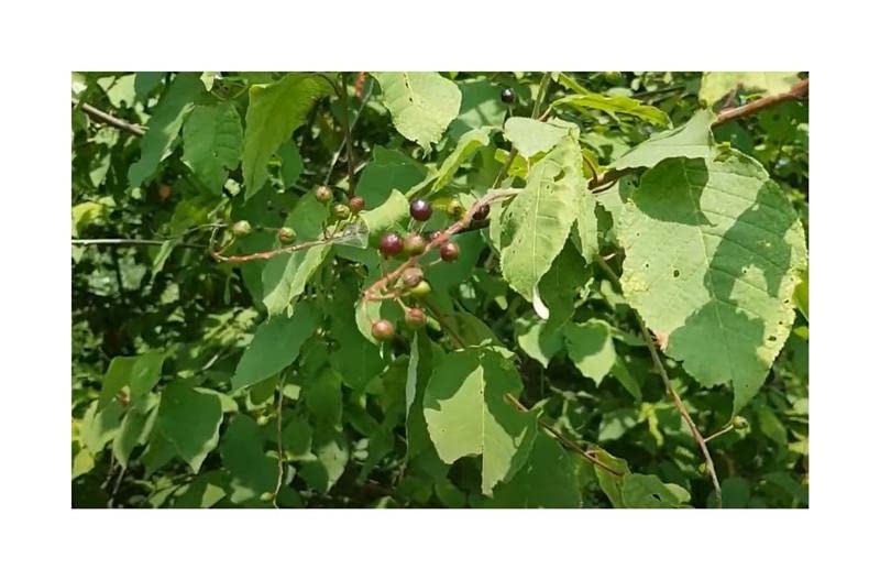10x Prunus Padus Samen – Frühe Traubenkirsche, Baum/Garten, Eigene Pflanze Ziehen