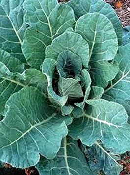 Champion Collards..One Of the BEST! Very Vigorous and Frost Tolerant! DELICIOUS!100 - Seeds