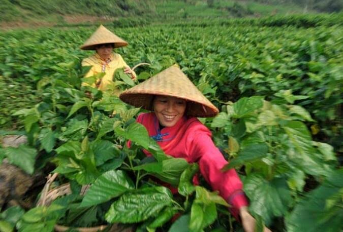 100% Mulberry Silk false Collar neck cover scarf knitted mesh mesh cloth solid color real silk bib pullover scarf3