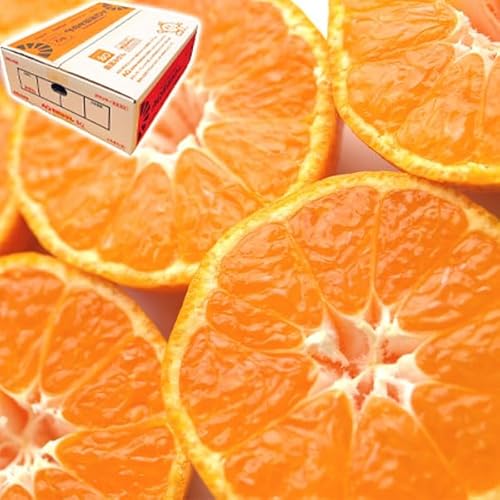 AQ Lc ݂ SQ (XyVNIeB)  STCY 5kgyLcFzEp JA肾EAQIʏya̎RYEpz LcQUALITY