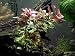 Aquatic Arts Dark Red Ludwigia - 2 Bunches - Large Live Aquarium Plant