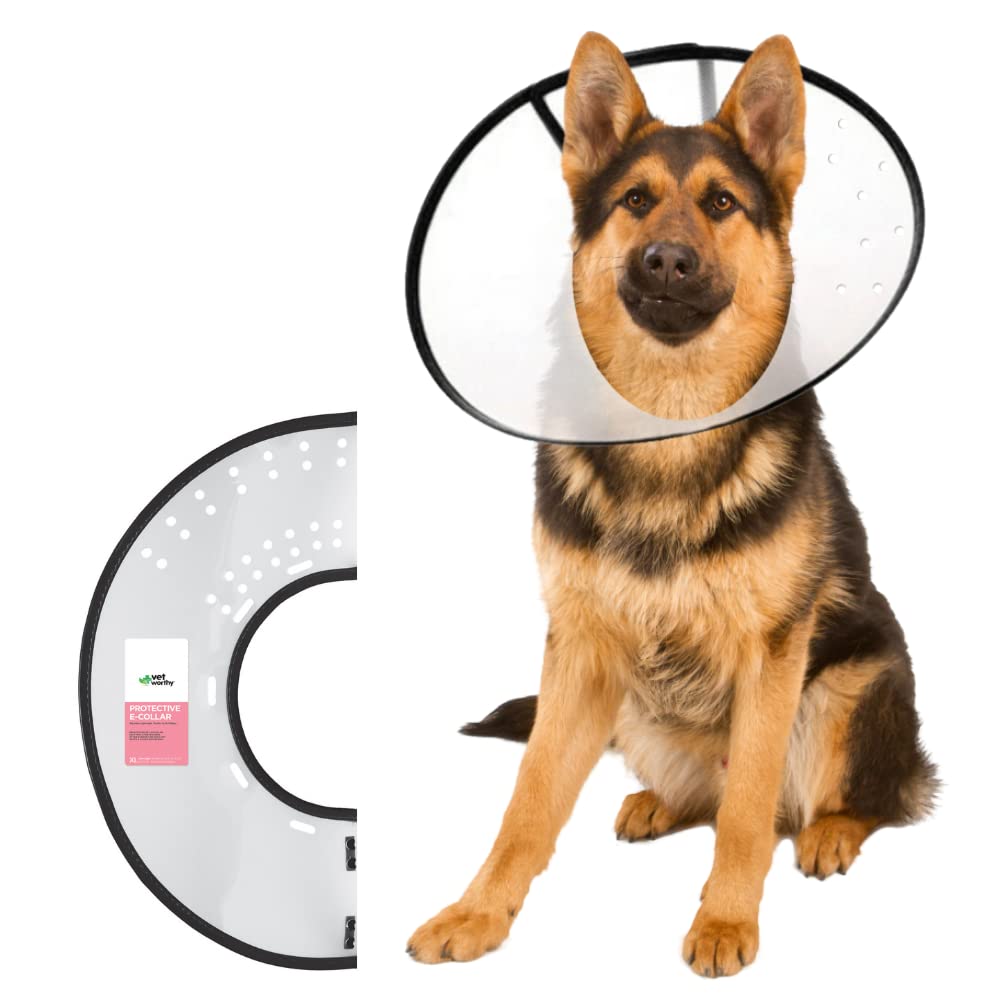 How Do You Take Care Of A Dog With A Cone