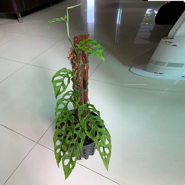 Mphmi Seedless Plant Colorful Foliage Plants Monstera obliqua - Plant (B0CVS92HMH) Amazon Price History, Amazon Price Tracker